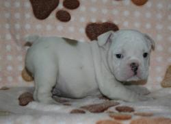 Cachorros de raza Bulldog Ingles para la venta del Criadero Nutibara Bulldogs


            


            