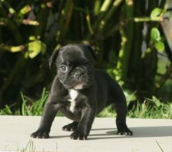 Cachorros de raza Bulldog Ingles para la venta del Criadero Nutibara Bulldogs



            


            