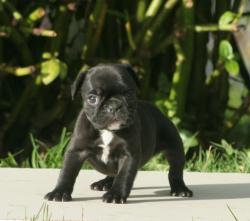 Cachorros para la venta de raza bulldog frances del criadero Nutibara bulldogs


            


            