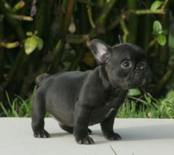 Cachorros de raza bulldog frances para la venta del criadero Nutibara Bulldog 



            


            