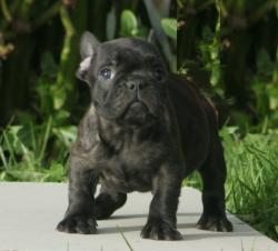 Cachorros para la venta de raza bulldog frances del criadero Nutibara bulldogs


            


            