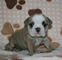  Cachorros de raza Bulldog Ingles para la venta del Criadero Nutibara Bulldogs


            


            