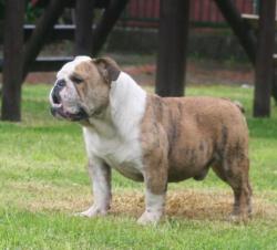 bulldog