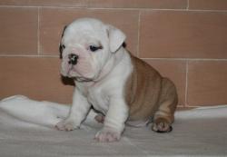 Ejemplar de raza Bulldog ingles para la venta 


            


            