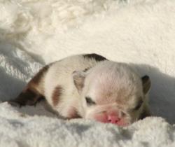 Cachorros para la venta de bulldog ingles del criadero Nutibara Bulldogs


            


            