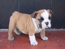 Cachorros de raza  Bulldog Ingles para la venta del Criadero Nutibara Bulldogs 


            


            