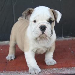 Cachorros de raza de  Bulldog Ingles para la venta 
del criadero Nutibara Bulldogs
            


            