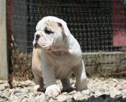 Cachorro de raza bulldog ingles, linea de campeones para la venta


            


            