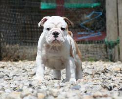 Cachorro de raza bulldog Ingles con excelente pedigree y linea de campeones para la venta          
      

            


            