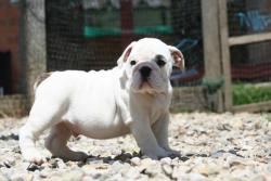 Cachorro de raza bulldog Ingles con excelente pedigree y linea de campeones para la venta          
      

            


            