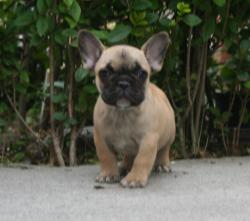  Cachorros de raza Bulldog Frances para la venta del criadero Nutibara Bulldogs

            


            


            