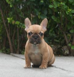 Cachorros de raza Bulldog Frances para la venta del criadero Nutibara Bulldogs


            


            