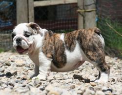 Cachorro de raza bulldog Ingles con excelente pedigree y linea de campeones para la venta          
      

            


            