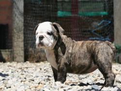             


            Cachorro de raza bulldog Ingles con excelente pedigree y linea de campeones para la venta          
      