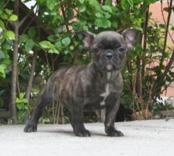 
            CACHORROS DE RAZA BULLDOG FRANCES PARA LA VENTA DEL CRIADERO NUTIBARA BULLDOGS

            


            


            