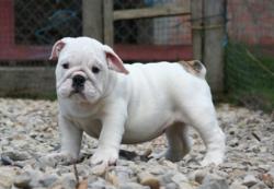 Cachorro de raza bulldog Ingles con excelente pedigree y linea de campeones para la venta          
      

            


            