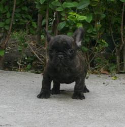 Cachorros de raza Bulldog Frances para la venta del criadero Nutibara Bulldogs

            


            