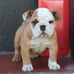  cachorros de bulldog Ingles para la venta del criadero Nutibara Bulldogs       
                 

            


            