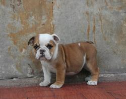 Bulldog