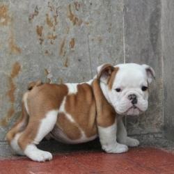 cachorro bulldog