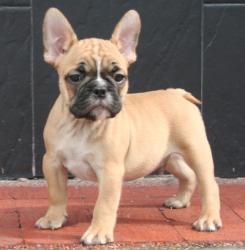 Cachorros de Bulldog Frances para la venta del criadero Nutibara Bulldogs

            


            