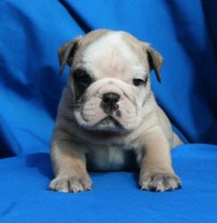 cachorros para la venta de Bulldog Ingles



            


            