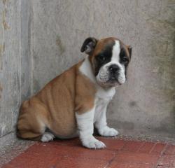 Bulldog