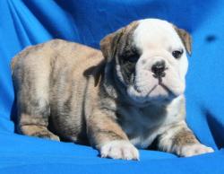 cachorros para la venta de Bulldog Ingles


            


            