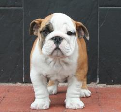             
cachorros de bulldog ingles para la venta

            


            


            