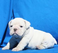 cachorros para la venta de Bulldog Ingles


            


            