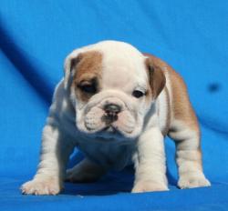 cachorros para la venta de Bulldog Ingles
            


            