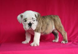 Bulldog