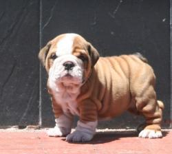             Cachorros de raza bulldog ingles para la venta del criadero Nuitibara Bulldogs


            


            


            