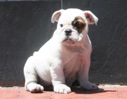 cachorros de raza bulldog ingles para la venta del criadero Nutibara Bulldogs
            


            