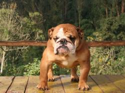 bulldog