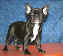 Cachorros de la raza bulldog frances linea de campeones




            


            