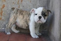 Ejemplares de raza Bulldog para la venta


            


            