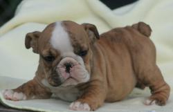 cachorros de raza Bulldog ingles para la venta del criadero Nutibara Bulldogs


            


            