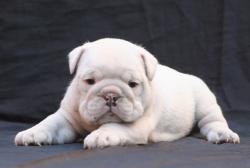 Bulldog