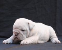 Ejemplares de raza Bulldog para la venta


            


            