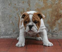 Bulldog