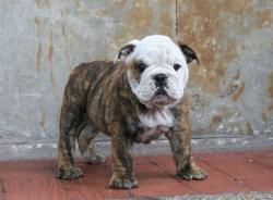 Bulldog