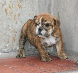 
Cachorros de raza Bulldog Ingles para la venta 100% puros
            


            