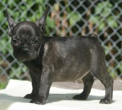 Cachorros para la venta de raza bulldog frances del criadero Nutibara bulldogs


            


            