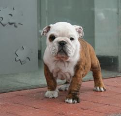 Cachorros de raza Bulldog Ingles para la venta 100% puros


            


            