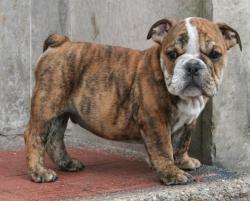 
cachorros de raza Bulldog Ingles  100% puros
            


            