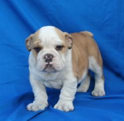 Cachorros de raza bulldog ingles para la venta del criadero Nutibara bulldogs

            


            