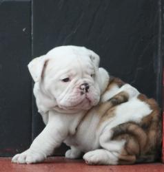 Bulldog