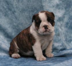 Ejemplares de raza Bulldog para la venta 


            


            