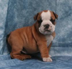 Ejemplares de raza Bulldog para la venta 

            


            